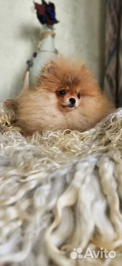 Померанский шпиц