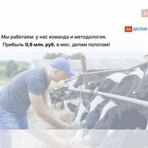 Животноводческое агентство в городе, Киев