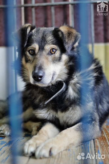 Мухтар в дом