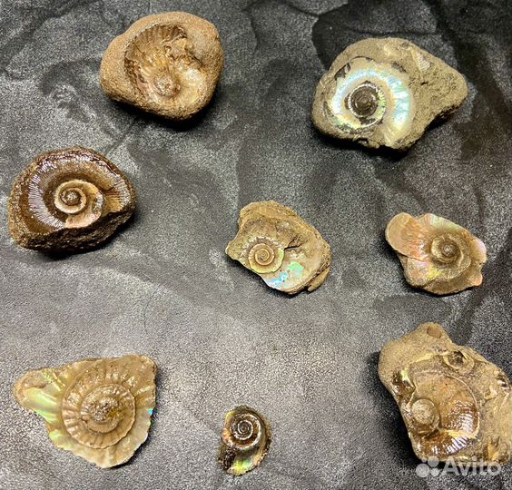 Древние окаменелости