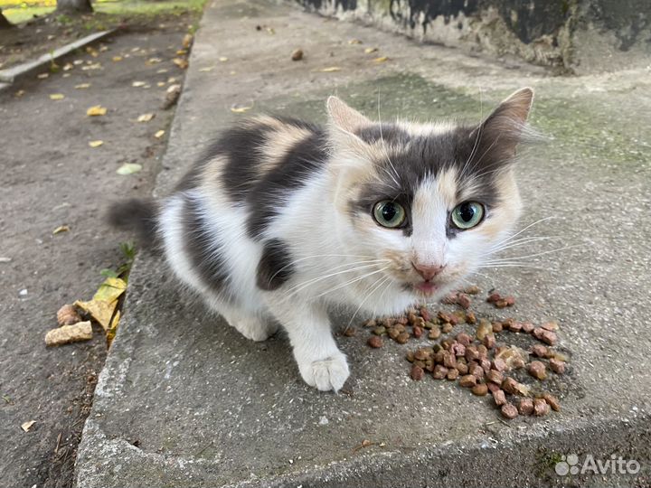 Кошка красотка ищет дом