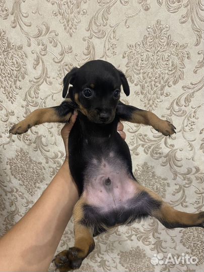 Мини той-терьер