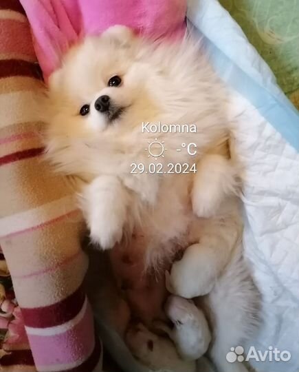 Белые мини мишки померашки