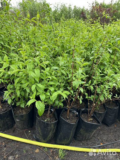 Саженцы жасмина