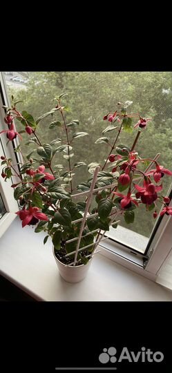 Фуксия General Monk Rot-Blau