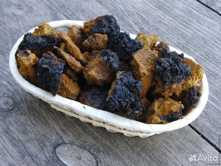 Березовый гриб чага