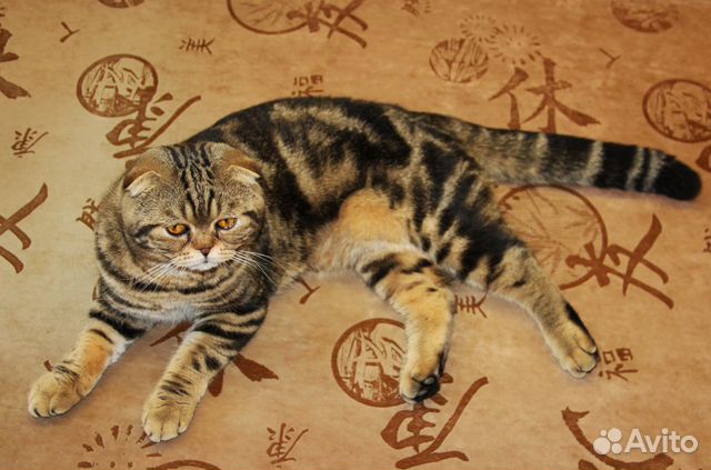 Вязка с шотландским вислоухим котом объявление продам
