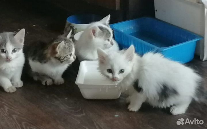 Отдам мышеловов котят в хорошие руки