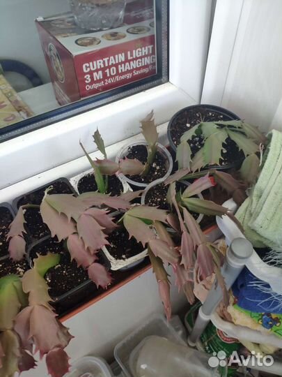 Декабрист шлюмбергера