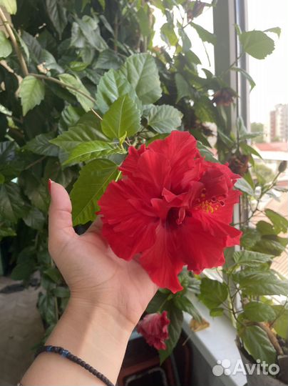 Гибискус, китайская роза