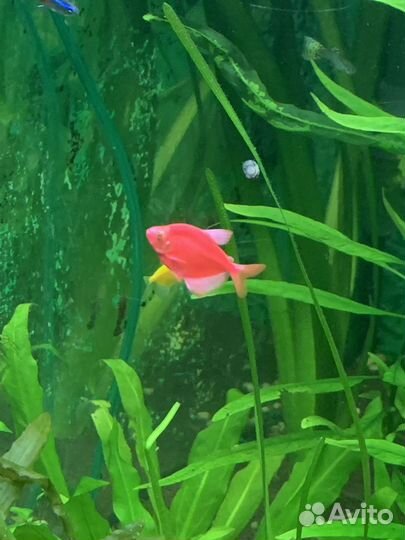 Тернеция гло