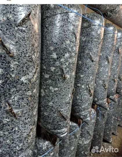 Грибные блоки отработанные