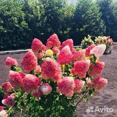 Гортензия метельчатая Пинк энд Роуз