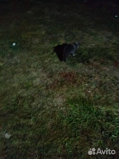 Британец ищет хозяев