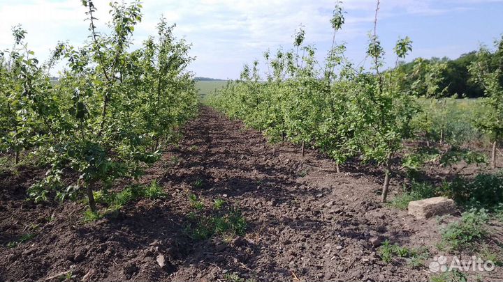 Саженцы яблони с комом крупномеры