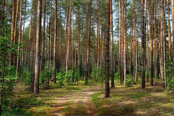 Участок 2,4 га (СНТ, ДНП)