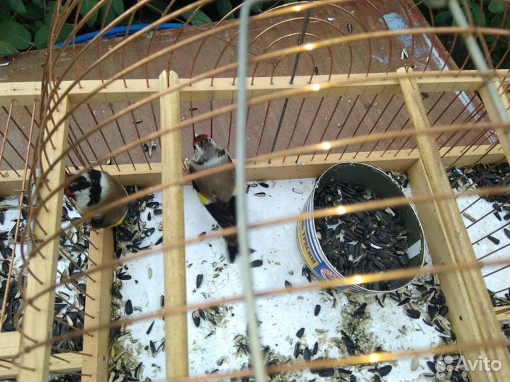 Птица-щегол, чижи