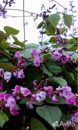 Гиацинтовые бобы (долихос обыкновенный)