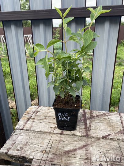 Гортензия Milk&Honey