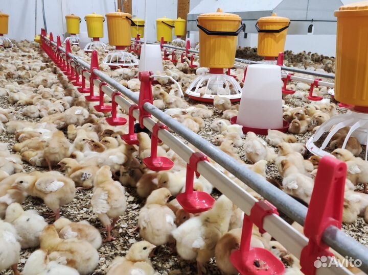 Цветной бройлер редбро