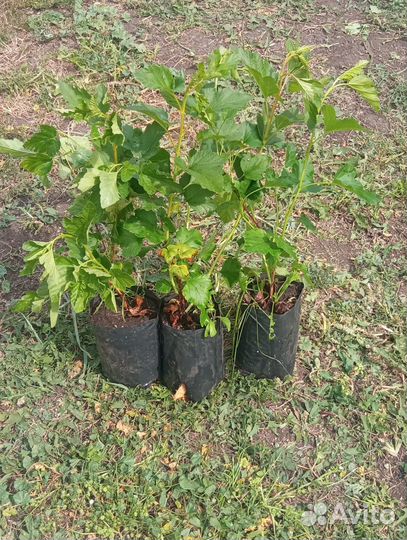 Саженцы декоративных многолетних растений