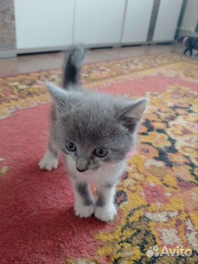 Кошка в дар бесплатно