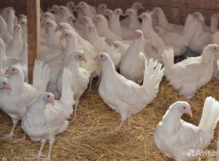 Куры несушки. Супер Ник