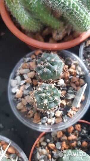 Кактусы, излишки коллекции