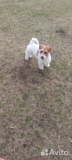 Вязка собак