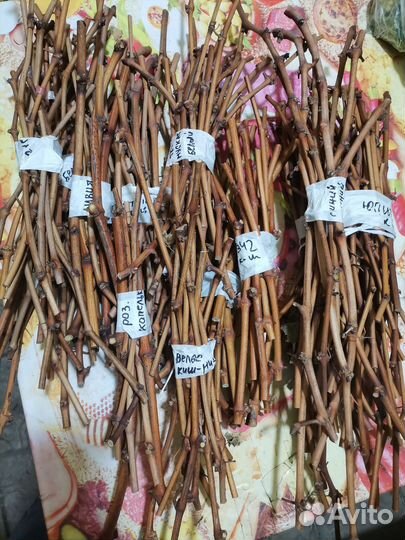 Черенки винограда