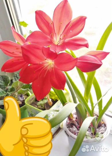 Гиппиаструм