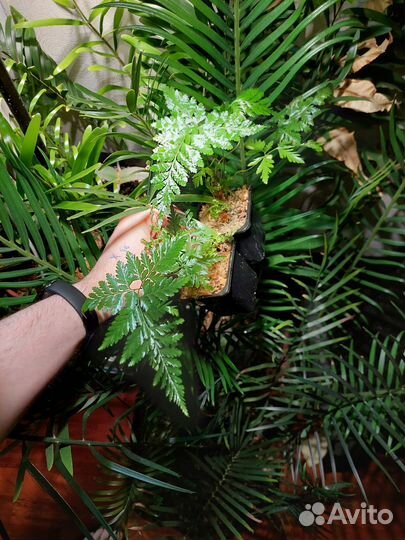 Davallia chaerophylloides