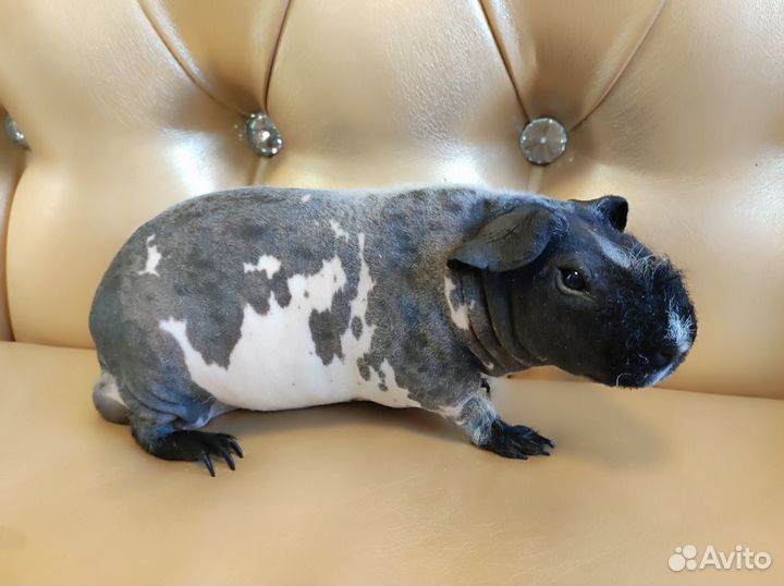 Морские свинки скинни в разведение группа