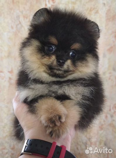 Шпиц померанец