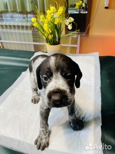 Щенки дратхаара