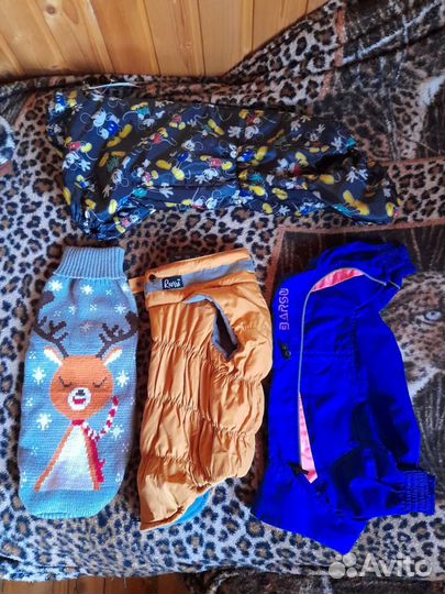 Одежда для собак