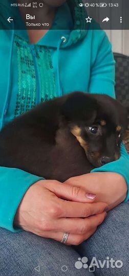 Щенок девочка