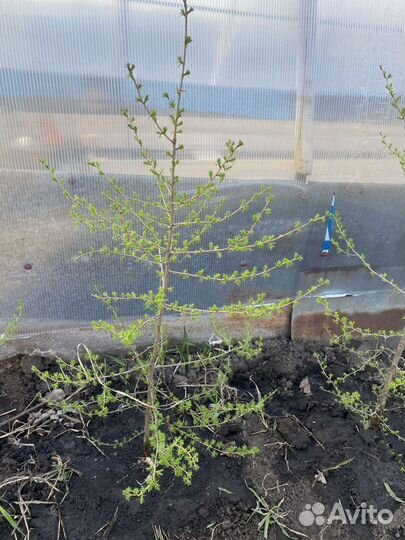 Лиственница