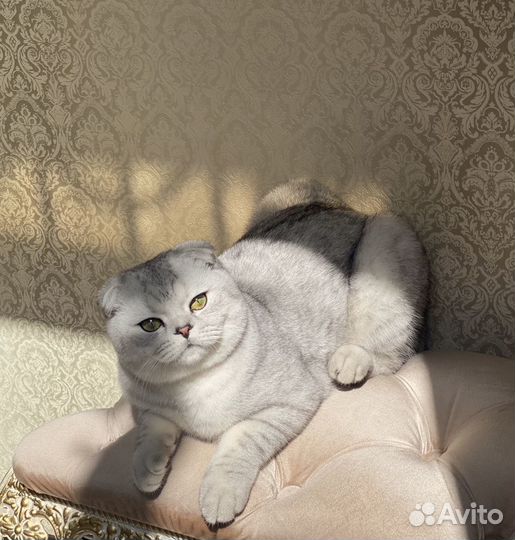 Кот на вязку, вислоухая серебристая шиншилла