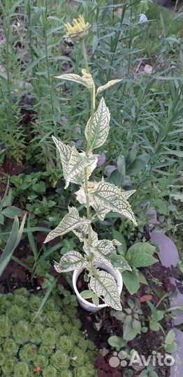 Садовые многолетники растения