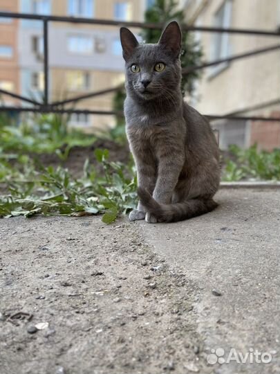 Котик ищет дом