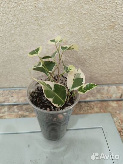 Фикус бенджамина Твилайт