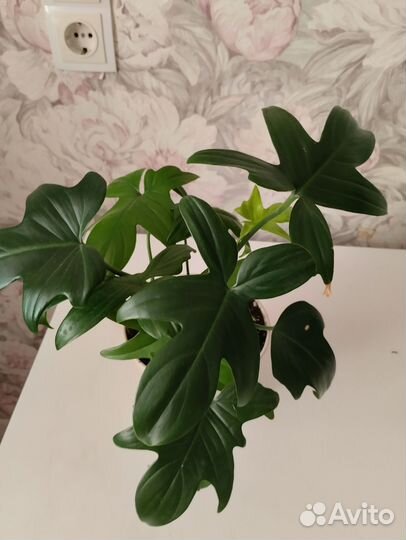 Филодендроны