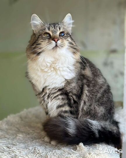 Отдам в добрые руки