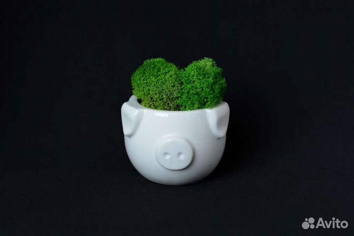 Миникашпо Свинки