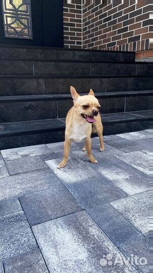 Тротуарная плитка Propress с гарантией