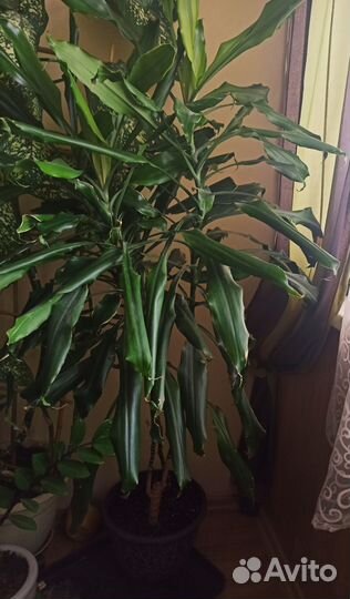 Пальма Драцена