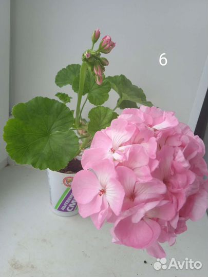 Пеларгония герань