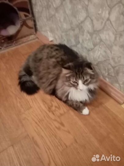 Шанти в любящие ручки