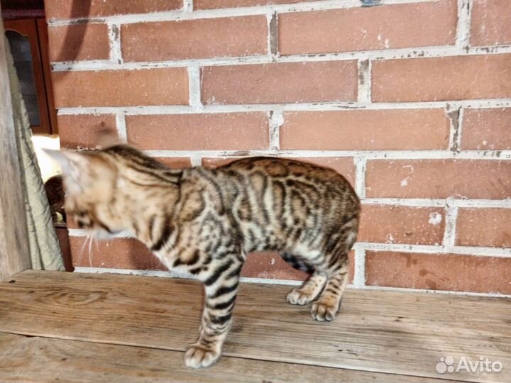 Бенгальские котята